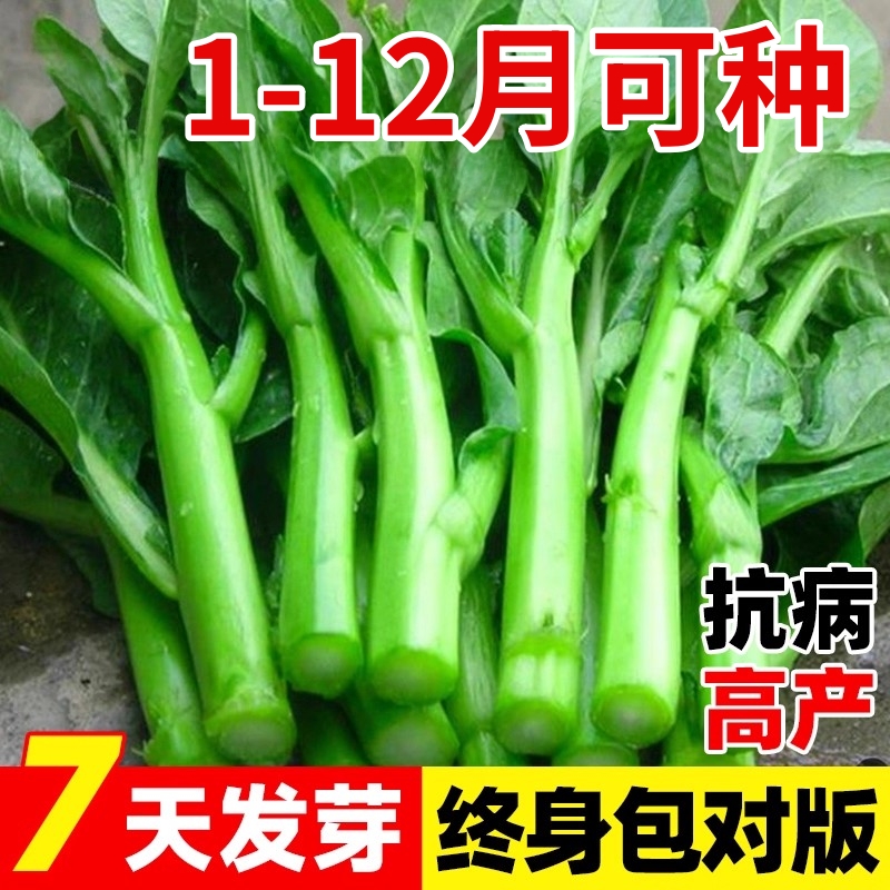 广东四九菜心种子大田菜心菜苔四季种庭院阳台盆栽室外蔬菜种籽孑