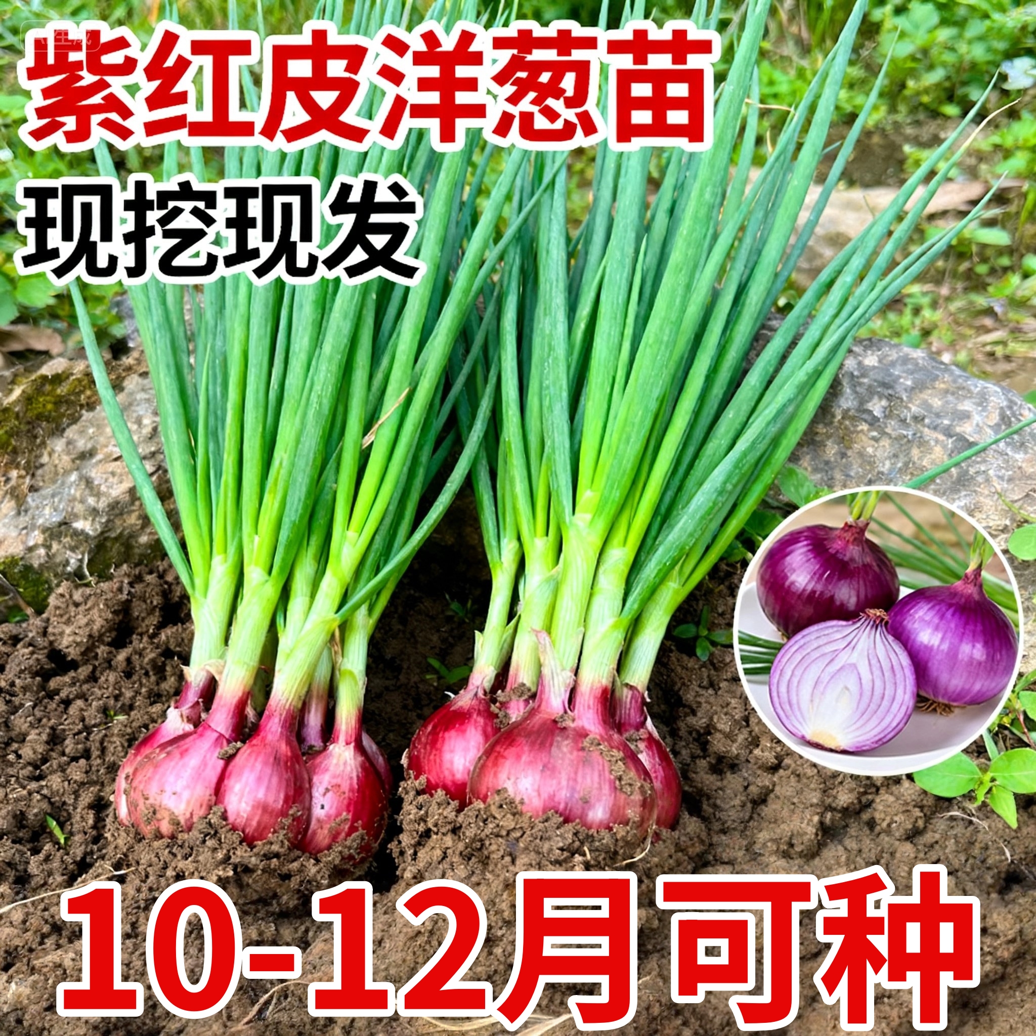 水果洋葱苗红皮洋葱大果紫皮洋葱秧苗四季耐寒二红圆葱苗花卉盆栽