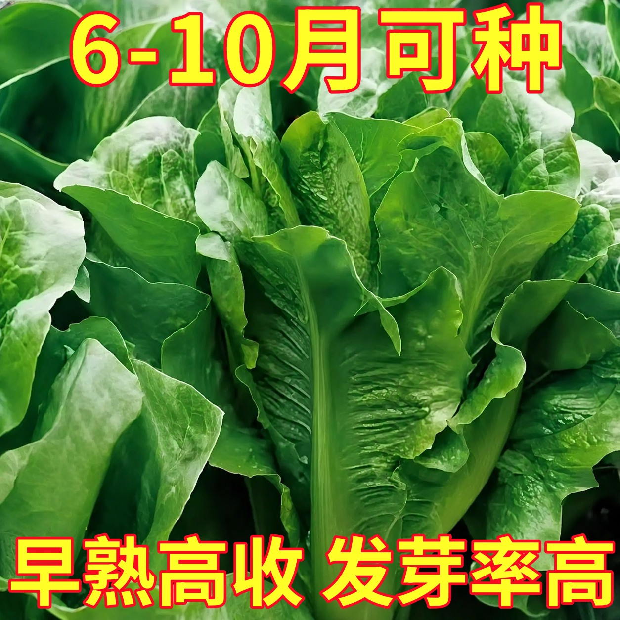 孔雀菜种子秧苗生吃脆甜高营养春夏四季直立生菜种子盆栽阳台高钙