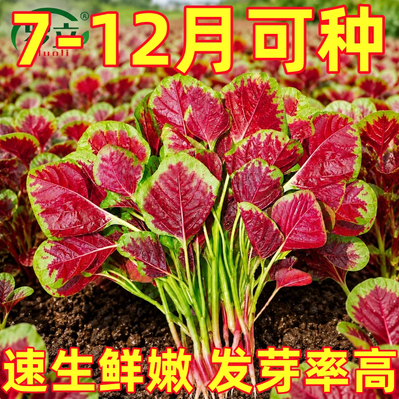 老品种大圆叶红苋菜种子白籽种四季孑柳叶春夏季种籽菜籽菜种大全
