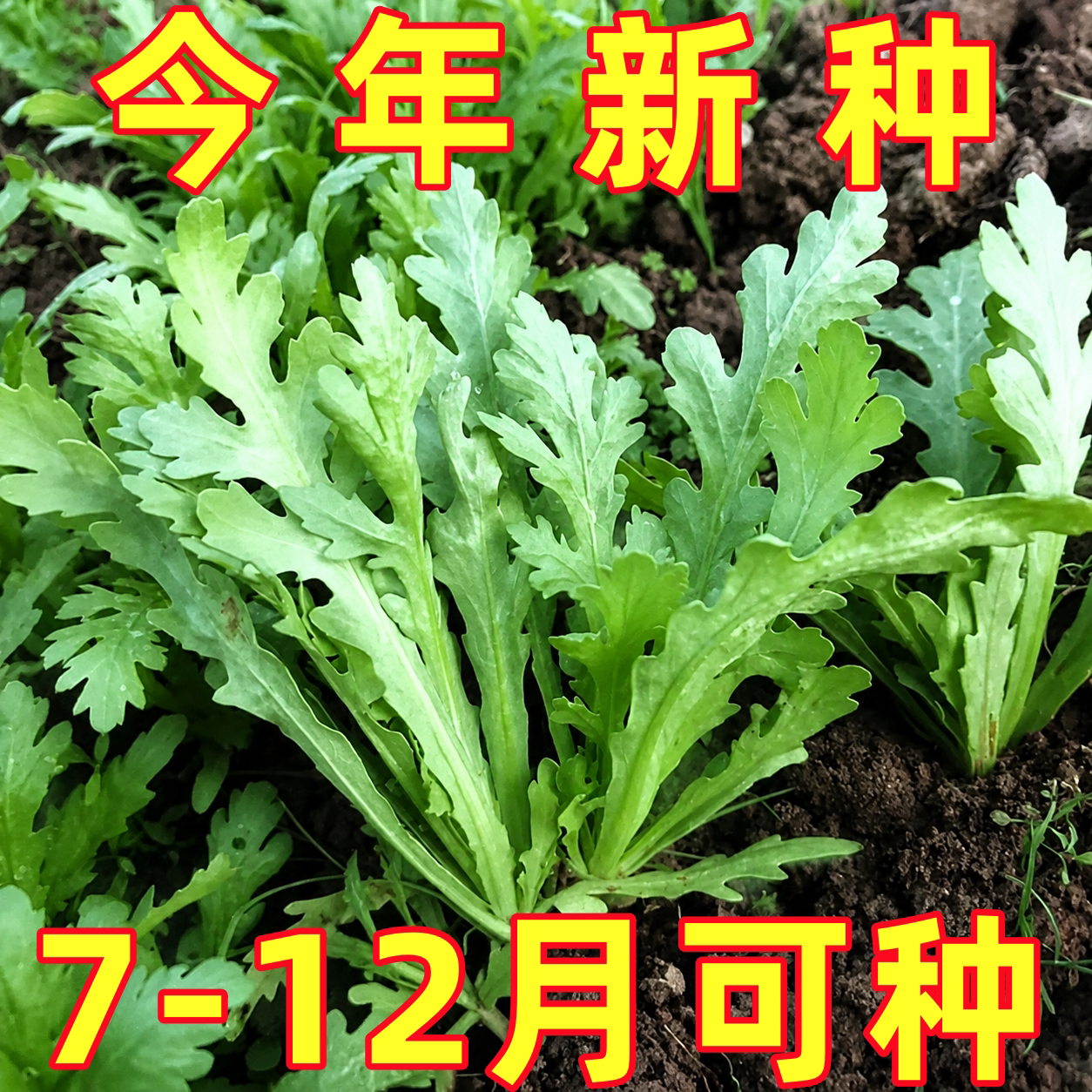 四季茼蒿种子光杆菜籽四季阳台盆栽蔬菜家庭种植小大中叶茼蒿种孑