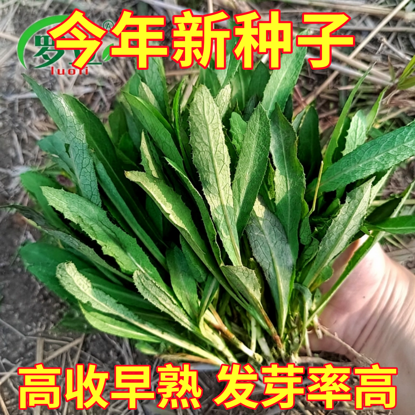 曲麻菜种子苦菜种籽农家四季盆栽蔬菜籽种大全苦麻菜籽蔬菜种孑