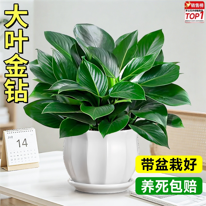 金钻盆栽绿公主水培办公室内桌面绿植蔓绿绒多肉大叶植物去