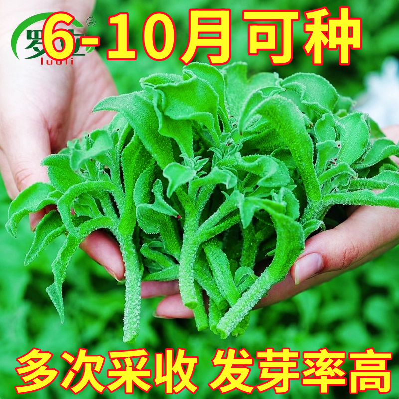 水晶冰菜种籽阳台盆栽蔬菜种子大全四季冰草苗秧秋冬种植青菜种孑