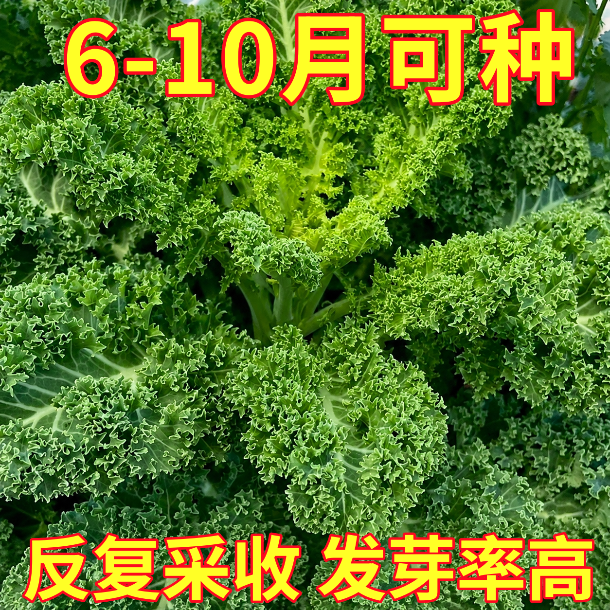 羽衣甘蓝种孑种子紫色蔬菜种籽四季食用耐寒盆栽阳台羽衣甘蓝菜籽