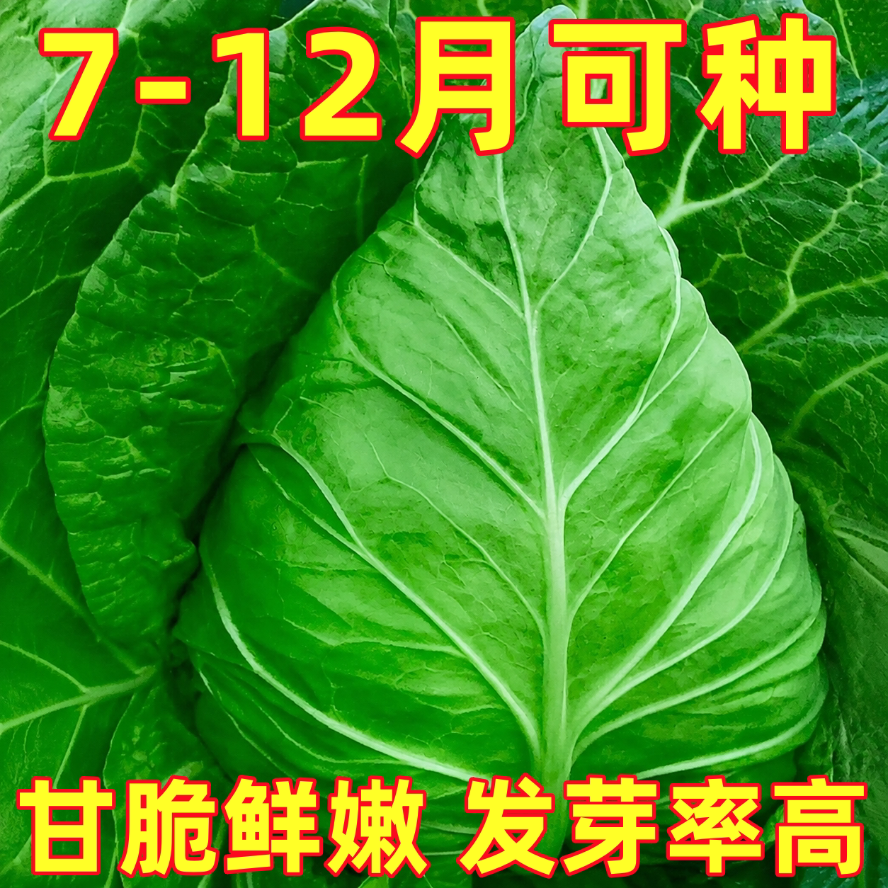 包菜种子牛心甘蓝种子牛心包卷心菜四季耐热耐寒春秋冬季蔬菜种子
