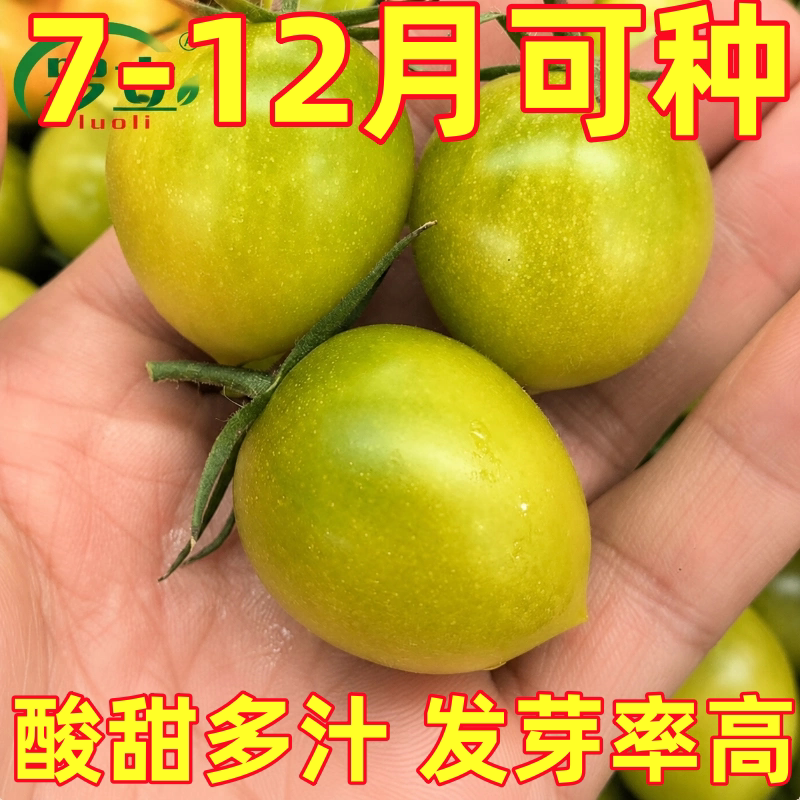 青甜2号圣女果种子绿色小番茄种子苗秧樱桃西红柿种籽子秧苗蔬菜