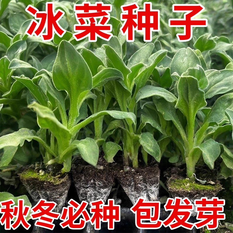 冰菜大苗水晶冰菜草冰新鲜冰晶菜蔬菜苗寿光苗厂直发蔬菜苗室内