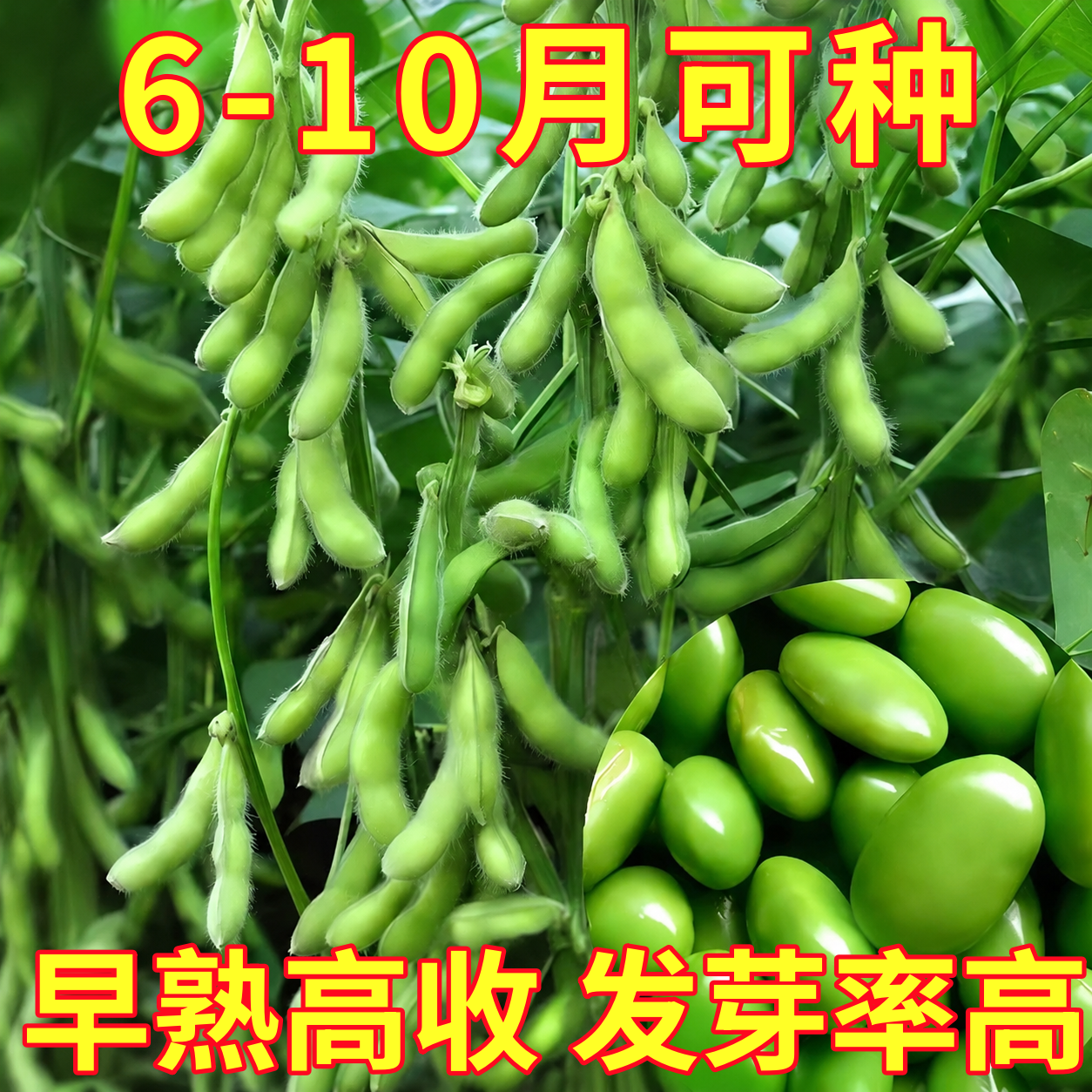 早熟高产四季毛豆种子矮杆特大粒青黄豆种籽农家非转基因蔬菜种子