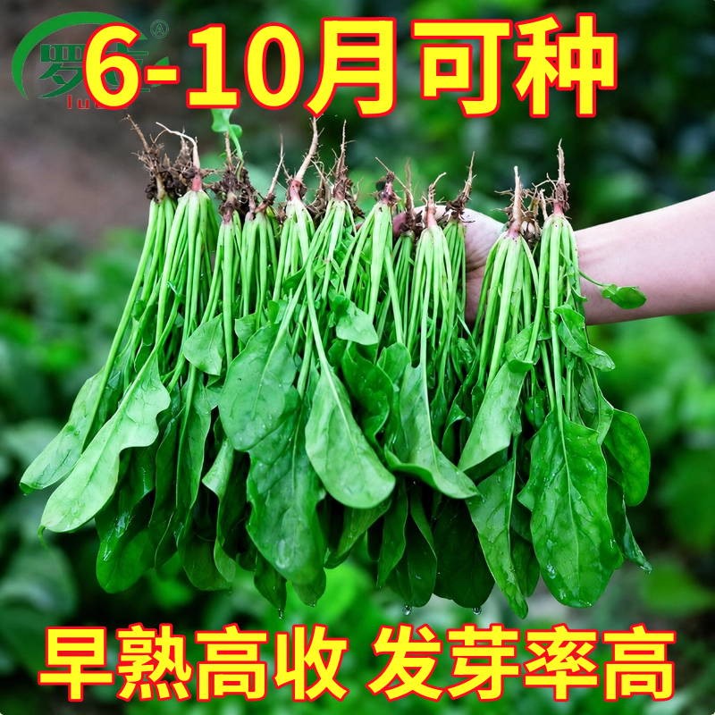 抗热菠菜种子耐热耐高温大圆叶波菜籽阳台高产四季春夏秋农家大全