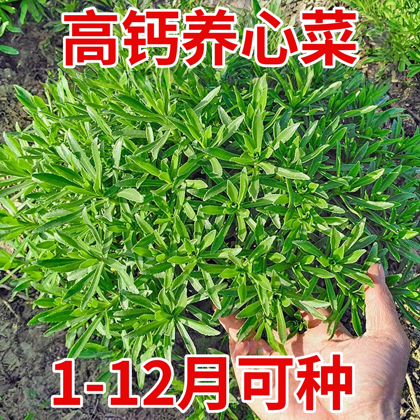 养心菜种子高钙救心菜种紫可食用野菜苗特色保健四季耐寒蔬菜种