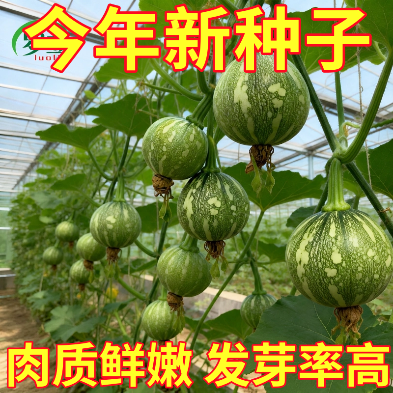 一串铃南瓜苗花皮圆形嫩南瓜小青瓜秧苗种子四季庭院阳台蔬菜苗春