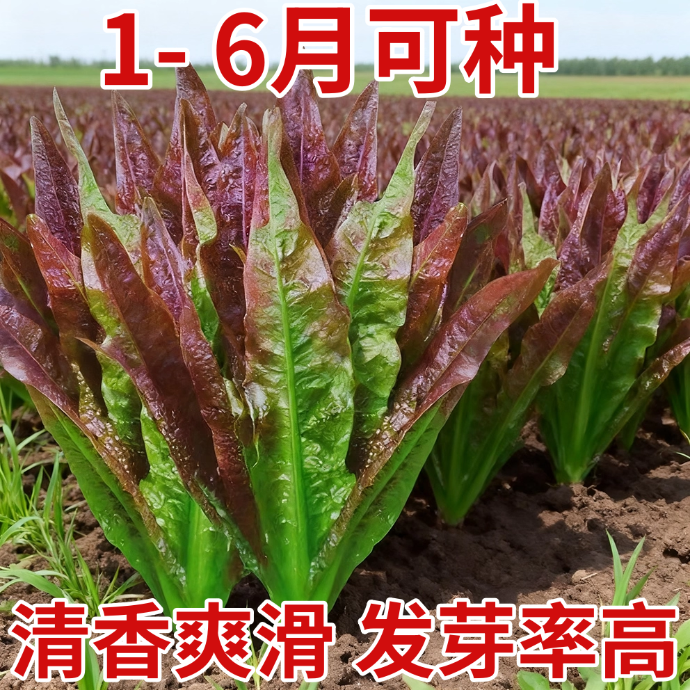 红油麦种子四季香油麦菜生菜红油麦种籽阳台盆栽种菜蔬菜种子