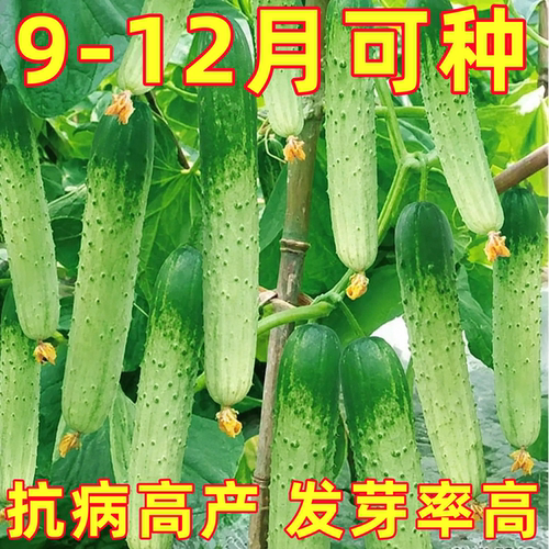 唐山秋瓜种子老品种黄瓜种籽庭院阳台春季水果蔬菜种高产农家易种