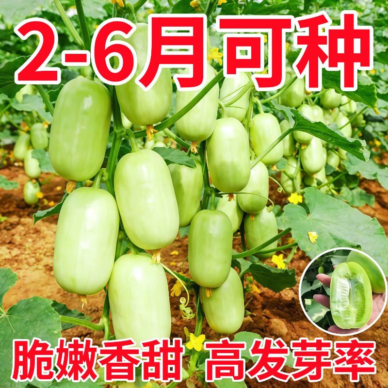 金童玉女黄瓜秧苗种子旱水果小黄瓜种籽春夏秋四季盆栽阳台蔬菜苗
