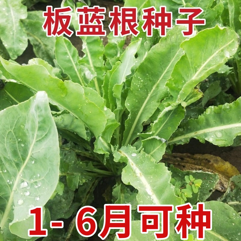 大青叶板蓝根种子种籽孑苗根种子种种植苗秧中草药秧苗根苗