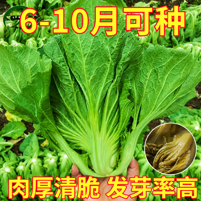 四川芥菜青菜种籽东北酸菜鱼泡菜蔬菜孑大肉青种子芥菜菜籽菜种