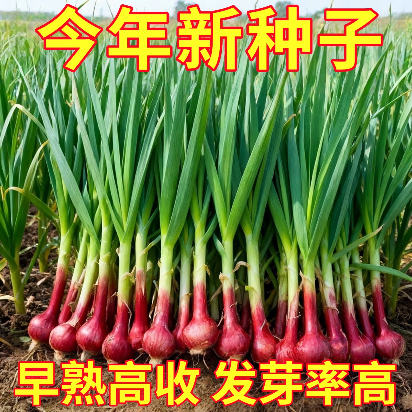 蒜苗种子大蒜种籽多季宽叶蒜红根红紫皮本地种植蔬菜种子盆栽阳台