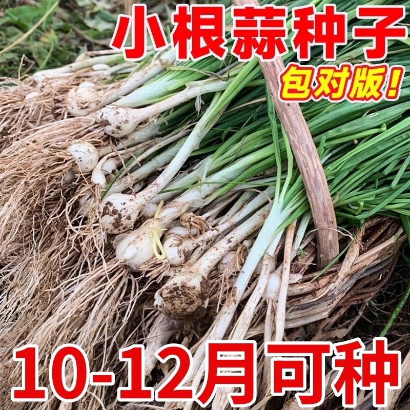小根蒜种子四季香葱种籽山东铁杆大葱种籽孑庭院阳台盆栽蔬菜种子