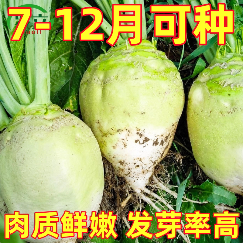 光头芥菜种子特大辣疙瘩种籽芥菜种籽四川辣菜四季蔬菜孑子大头菜
