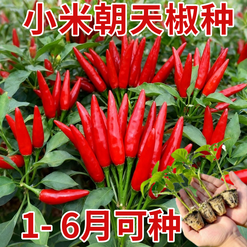 朝天椒种子超辣小米椒青椒早熟辣椒种籽阳台盆栽四季农家蔬菜种孑,鲜花速递/花卉仿真/绿植园艺,种苗/半成品盆栽,淘宝优惠券,粉丝福利购,淘宝优惠卷