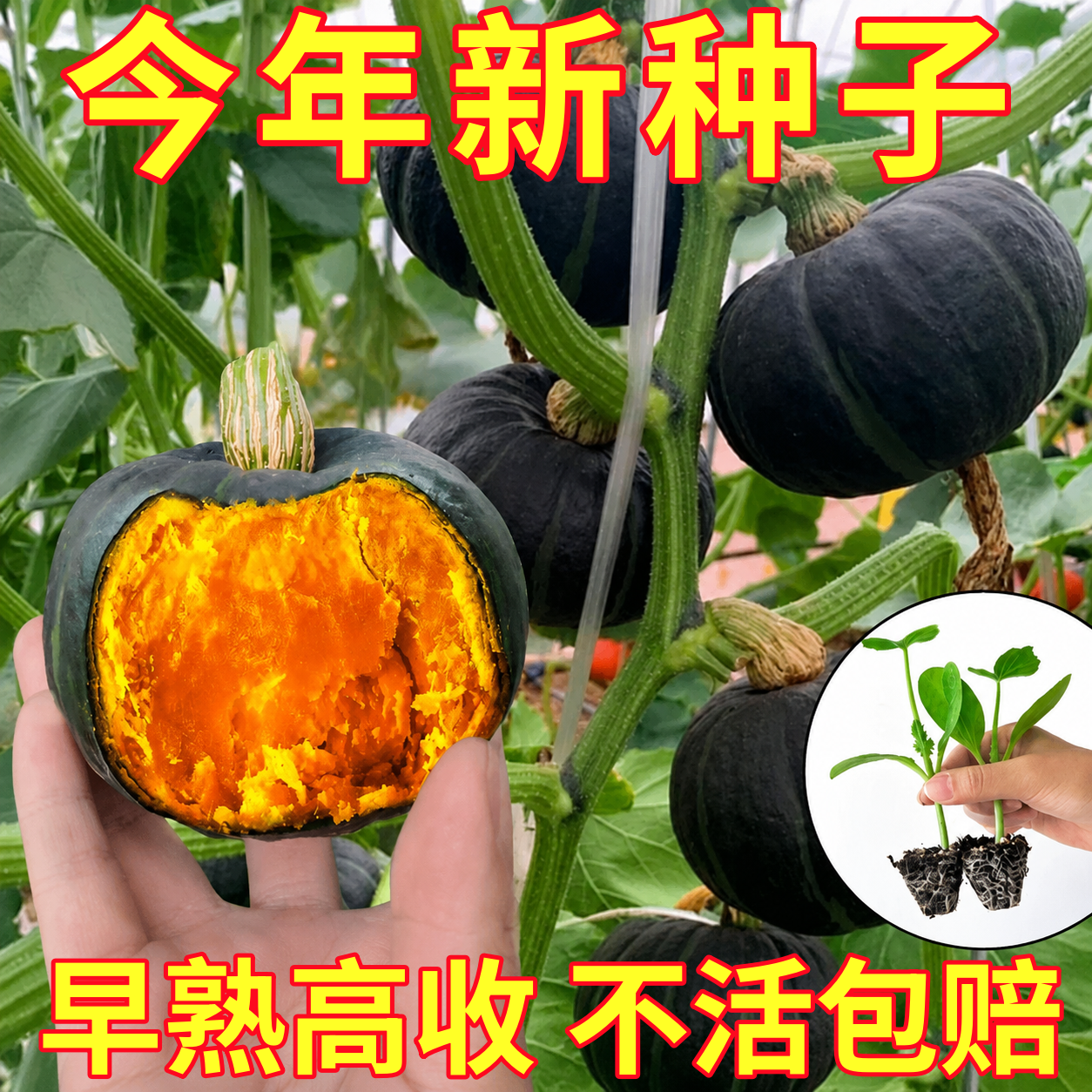绿贝贝高产小南瓜种子板栗味秧蔬菜种籽苗孑惠和一号秧苗大全菜种