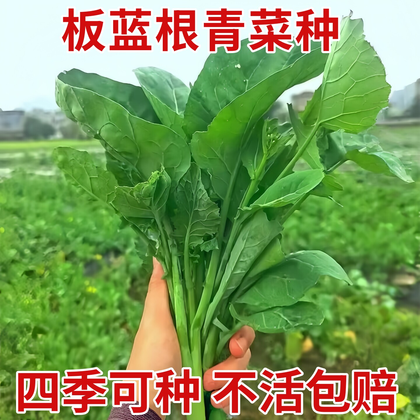 板蓝根种子种籽菜大青叶菘蓝药用材青菜春季四季种阳台种苗孑
