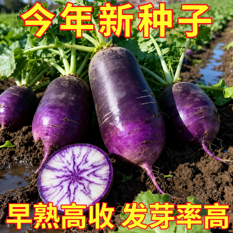 冰激凌水果萝卜种子种籽紫皮冰淇淋水果罗卜籽种菜种红蔬菜孑子