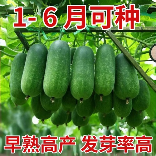早熟小冬瓜种子毛瓜冬瓜小节超小冬瓜种籽高产类种子大瓜全可盆栽