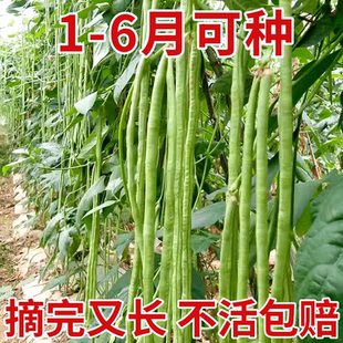 摘不败长豇豆无架豆角种子不搭架豆角种籽春秋四季家庭蔬菜种子