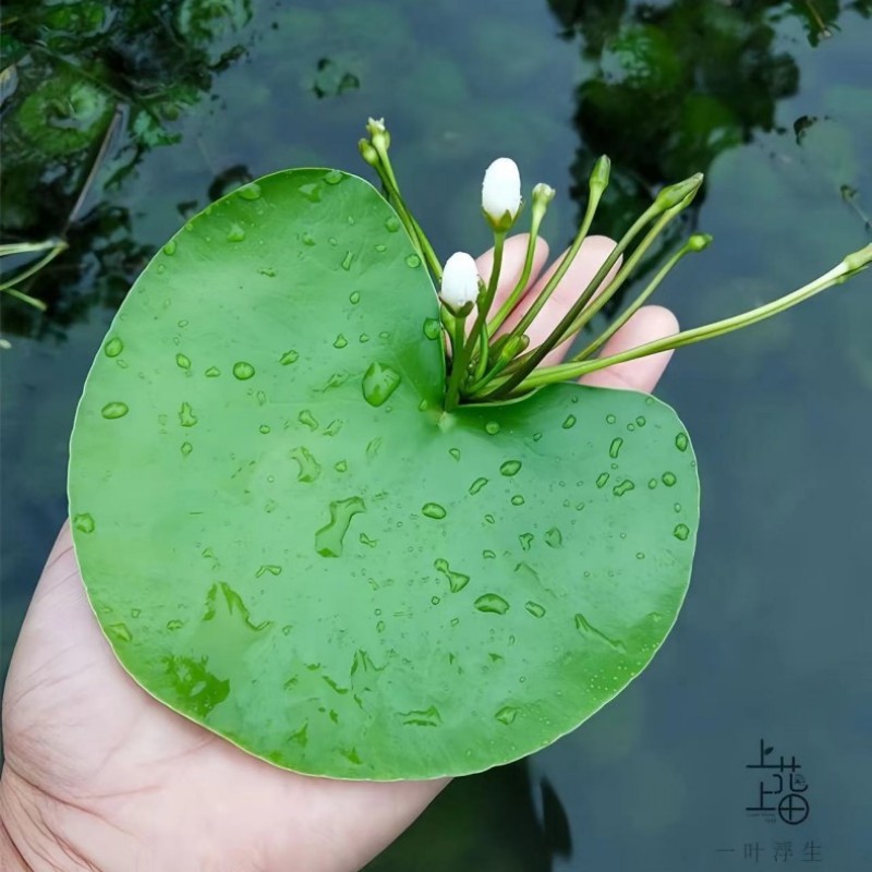 一叶莲水培植物鱼缸造景浮萍绿植室内阳台缸花卉观赏带花苞水莲