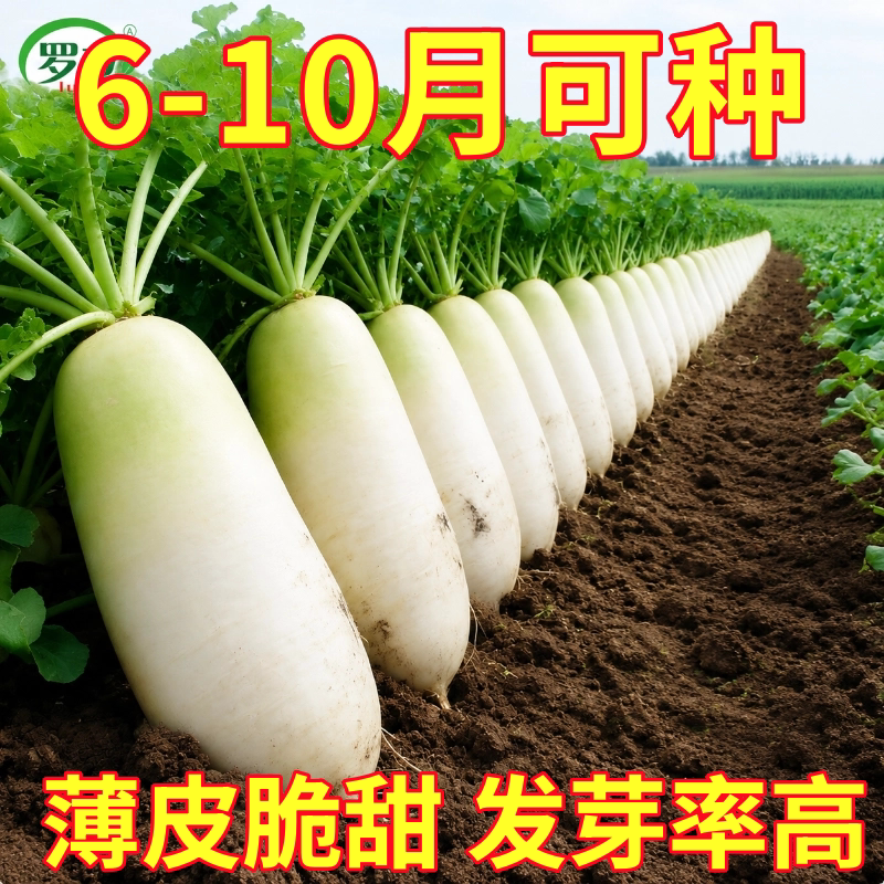 白玉白萝卜种籽九斤王特大萝卜种子樱桃萝卜秋季四季蔬菜种孑大全