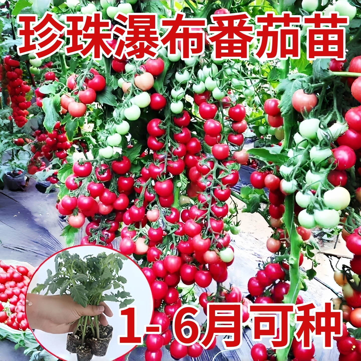 爆甜塌压架珍珠瀑布番茄苗秧千禧粉贝贝樱桃小柿子串收高产带土球,鲜花速递/花卉仿真/绿植园艺,种苗/半成品盆栽,淘宝优惠券,粉丝福利购,淘宝优惠卷