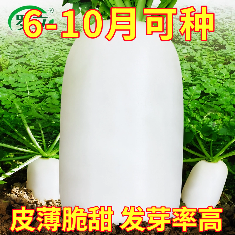 白玉春萝卜种子长白萝卜种籽九斤王蔬菜种水果夏秋四季罗卜种大全