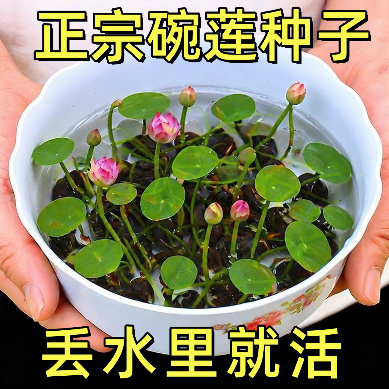 碗莲种子籽水培植物室内好养花卉水培绿植水养荷花盆栽鱼缸睡莲