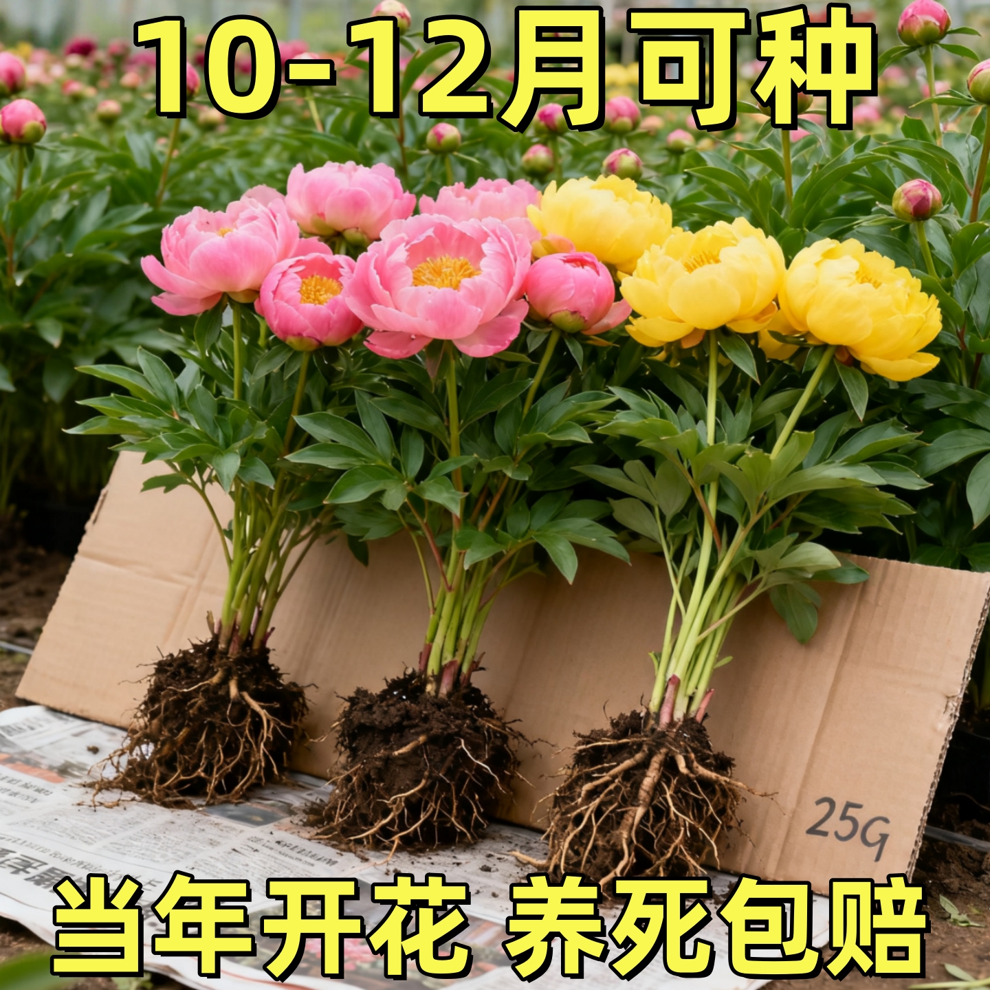 芍药花苗重瓣带芽大苗鲜花四季种植卉阳台庭院牡丹花种根盆栽植物