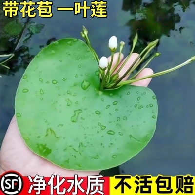 一叶莲无土水生水培植物水生水养鱼盆池碗莲盆栽莲花水养池塘水生