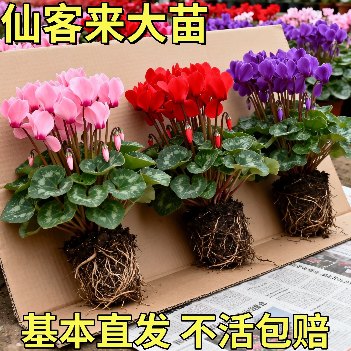 仙客来盆栽花苗兔耳花好养大花阳台室内开花花卉蝶衣花年宵花绿植