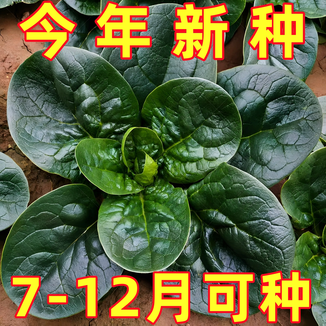 趴地菠菜种子耐寒大叶菠菜种籽高产秋冬农家田园阳台盆栽蔬菜种孑