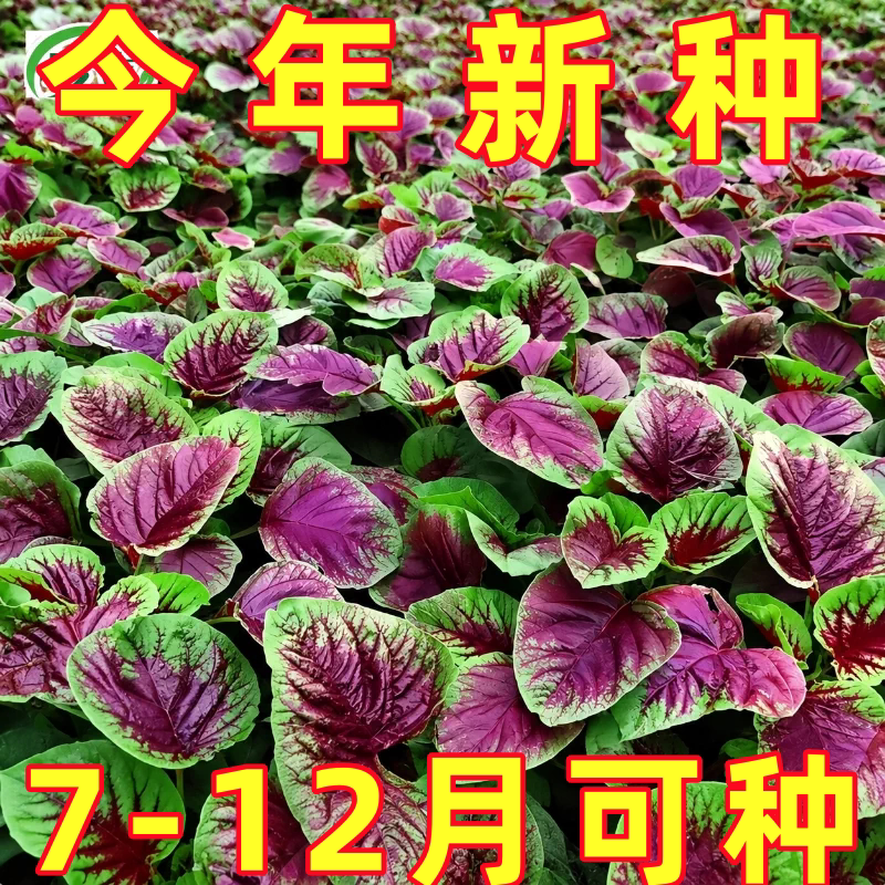 苋菜种子大全老品种菜籽白红圆叶大叶一点红野生农家蔬菜四季可种