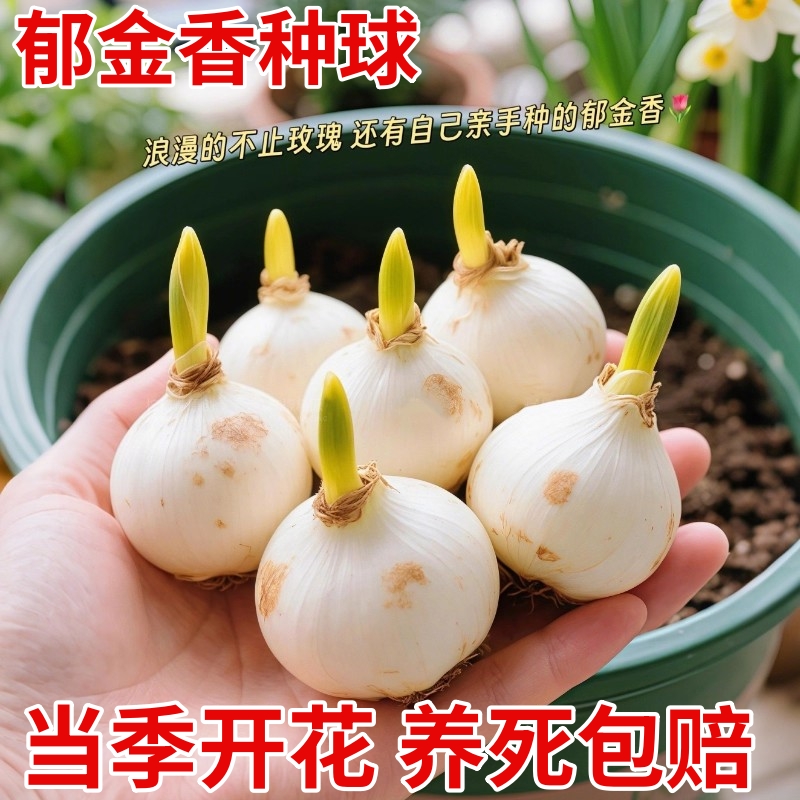 进口郁金香种球五度球单重瓣花种子球根苗水培土培盆地栽荷兰好养