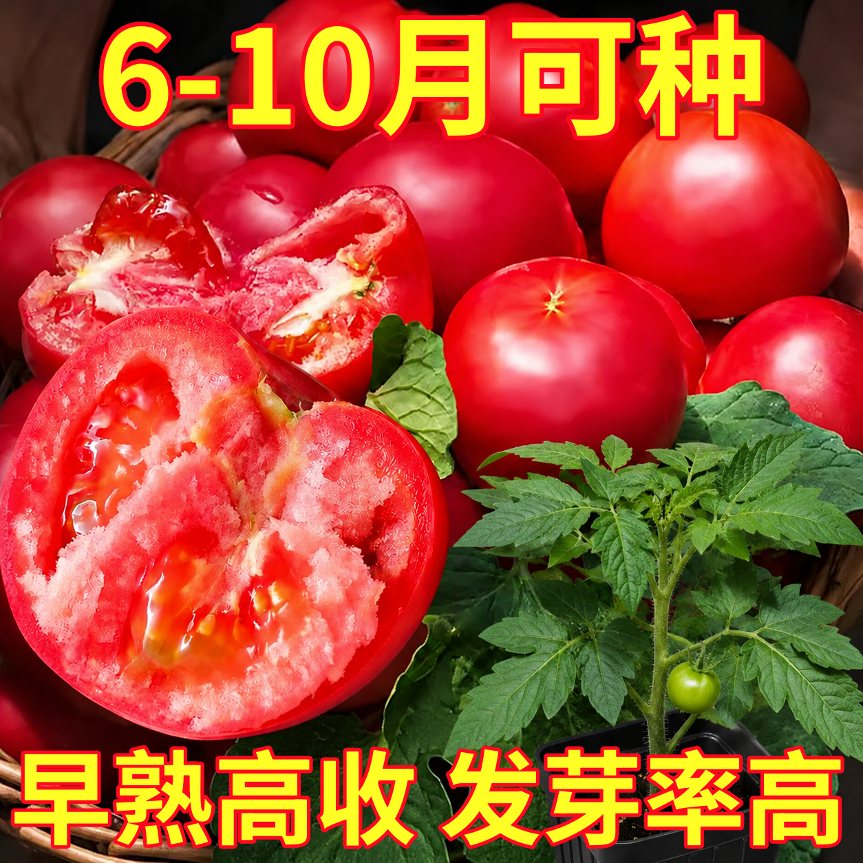 普罗旺斯西红柿种子种籽苗秧孑水果夏季种的菜种番茄菜苗大全秧苗
