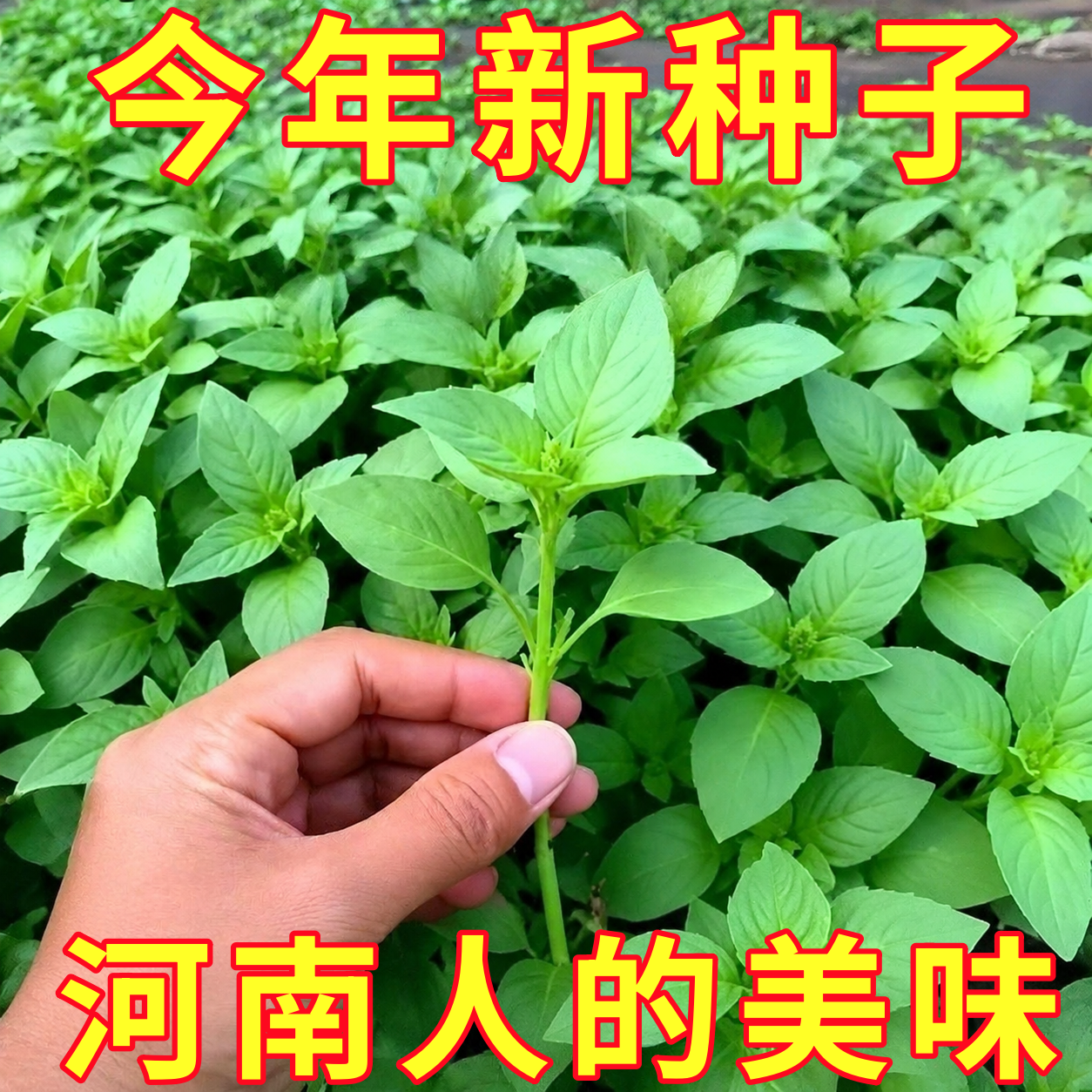 荆芥籽种子四季耐热河南大叶小叶速生高产抗病阳台盆栽野菜蔬菜籽