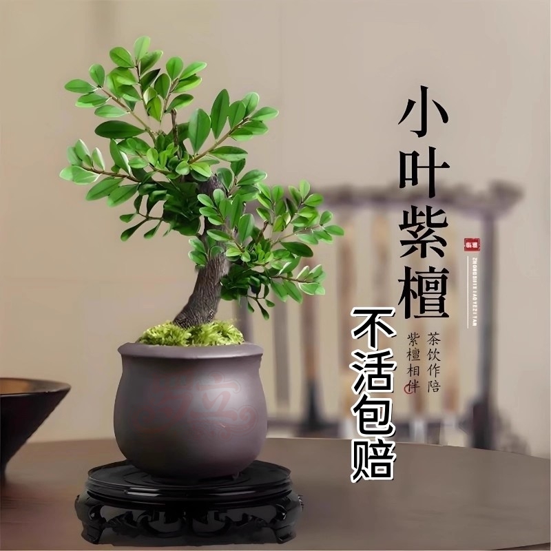 小叶紫檀盆景绿植树苗盆栽办公室内客厅桌面老桩植物四季好养花卉