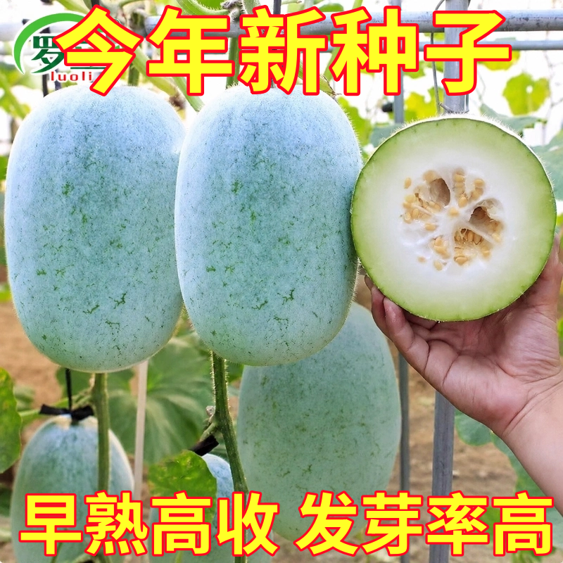 粉皮冬瓜种子白皮大冬瓜种籽高产肉厚特大冬瓜子种子东瓜蔬菜种子
