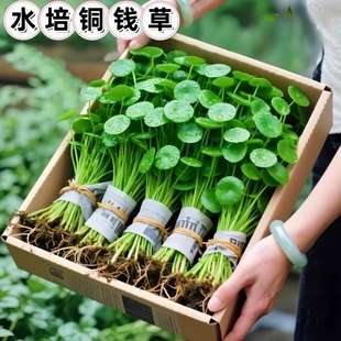 鱼缸水草水养金钱草花卉绿植盆栽 大叶铜钱草水培植物室内办公室