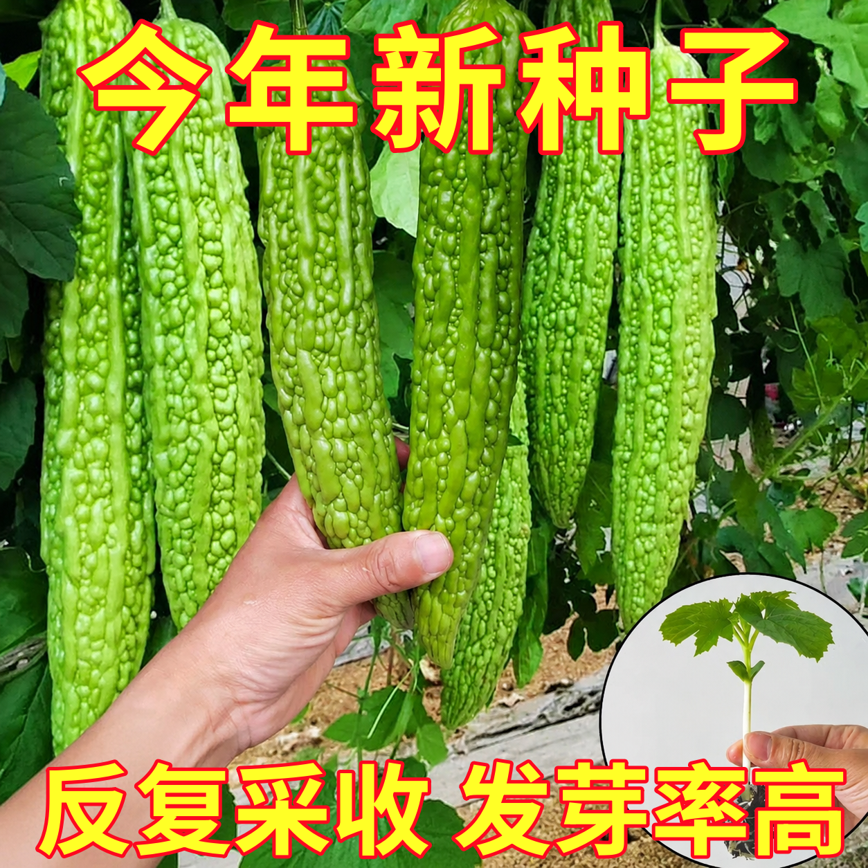 荷兰长绿苦瓜种子种籽苗嫁接带土大全孑苹果蔬菜秧苗四季菜苗秧白