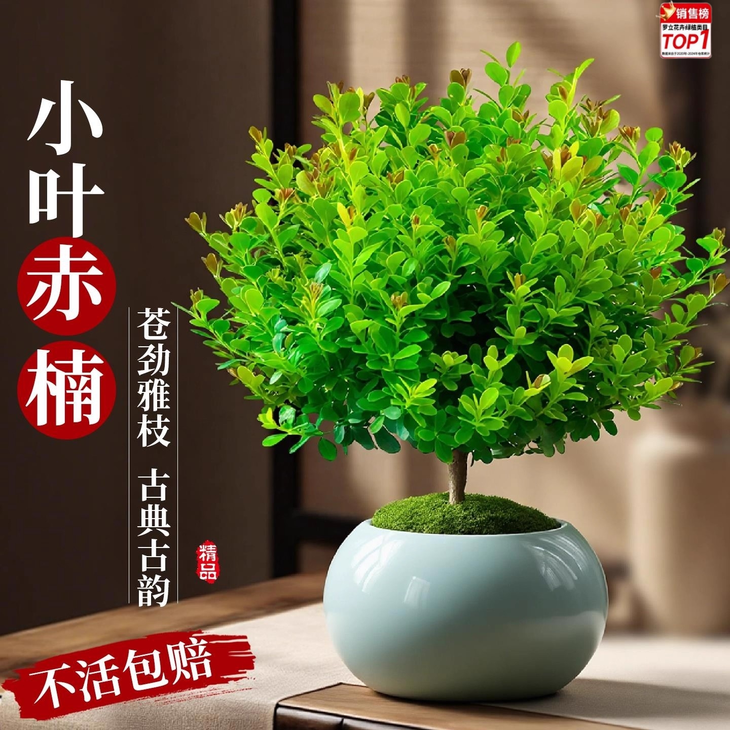 小叶赤楠盆景禅意微景观好养金丝楠木老桩植物室内桌面绿植小盆栽