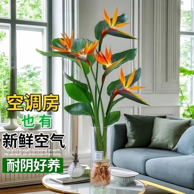 天堂鸟客厅旺宅绿植室内水培植物花卉桌面盆栽易养活鹤望兰办公室