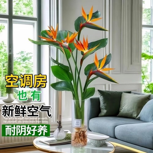 天堂鸟客厅旺宅绿植室内水培植物花卉桌面盆栽易养活鹤望兰办公室